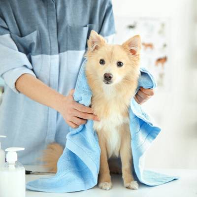 Essential & Profitable Pet Grooming Business for Sale