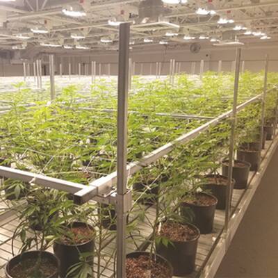 Micro Cannabis Cultivation Business for Sale
