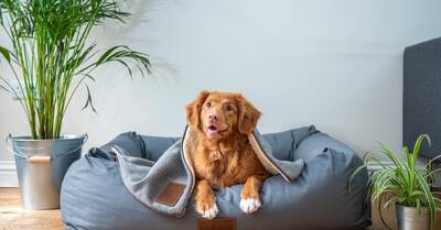 Popular Dog Daycare and Grooming Services Business